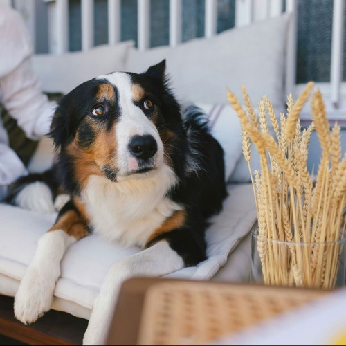 a woman and a dog sitting on a couch