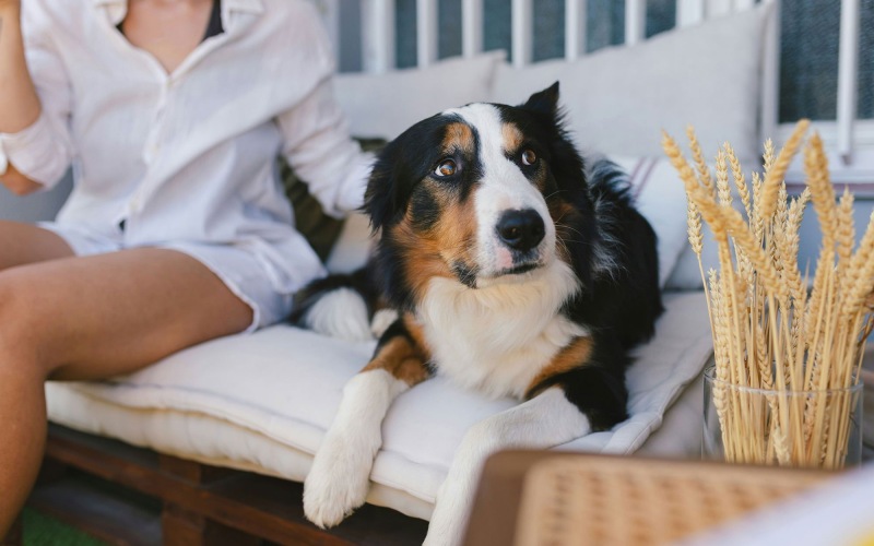 a woman and a dog sitting on a couch